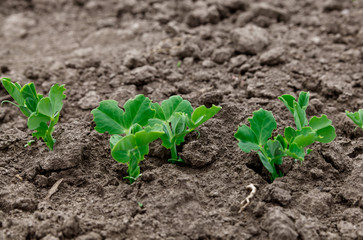 Sugar pea sprout in garden.