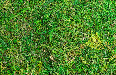 texture green moss