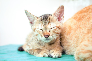 Naklejka premium Sleeping kitten on wooden bench. Young cat on wooden background.