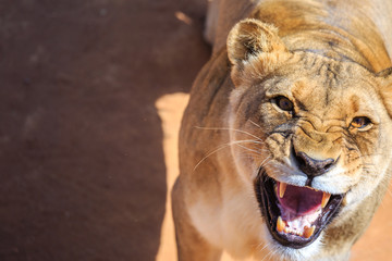 Brüllender Löwe (Panthera leo), weiblich, captive