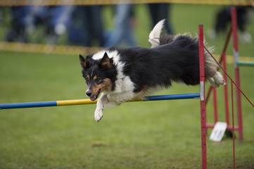 Cute dog jumping