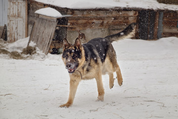 A young shepherd flees to the village