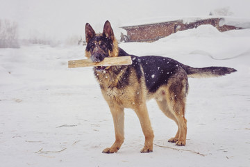 A young shepherd with a stick in his teeth