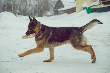 A young shepherd dog with a stick in his teeth