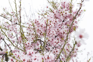 Almond tree in full bloom. spring season. Beautiful flower background