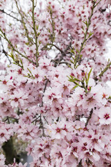 Almond tree in full bloom. spring season. Beautiful flower background