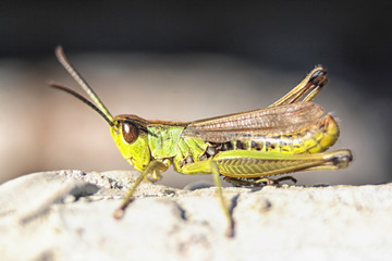 grasshopper