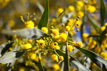 Yellow ball of mimosa flowers. Woman s day, 8 march