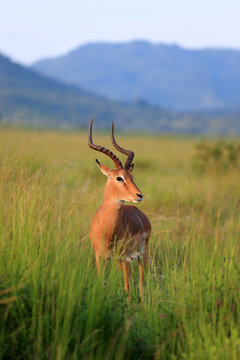 Fototapeta Antylopa impala w parku narodowym Pilanesberg