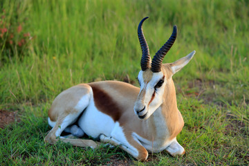 antylopa Springbok w parku narodowym Pilanesberg © andrzej_67