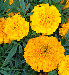 Close up Tagetes or marigold with green leaves