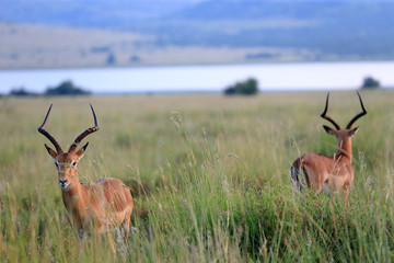 antylopy impala (Aepyceros melampus) w parku narodowym Pilanesberg