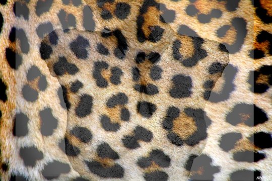 Leopard Lady