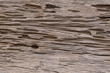 texture of traces of termites eat wood