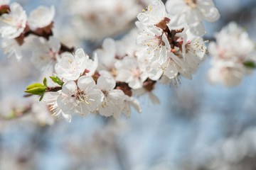 A branch of blooming apple tree in spring outdoors, shallow depth of field