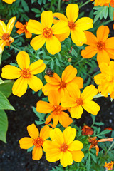 Blooming Yellow Marigolds (Tagetes) flowerbed