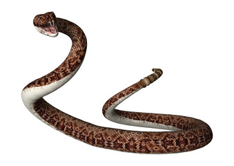 3D Rendering Rattlesnake on White