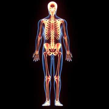 3d illustration human body skeleton