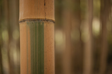 Detail of bamboo forest stalks