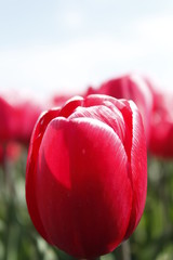 flowers, tulips, anemoon, tulpen, natuur, rood, roze © Kerstin