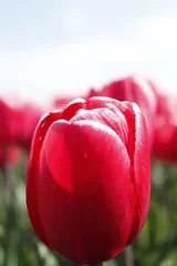 Foto op Plexiglas flowers, tulips, anemoon, tulpen, natuur, rood, roze © Kerstin