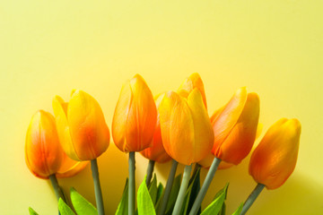 Tulips on yellow background. Copyspace.