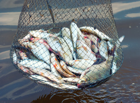 Catch fish in the corf on the river in summer