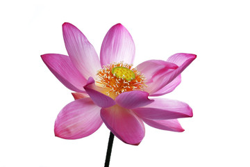 Obraz premium lotus flower isolated on white background.