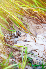 Chick gulls on a background of grass in the summer looking for my mother