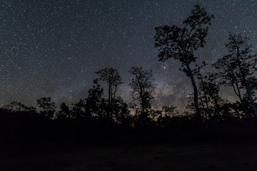Fototapeta premium Night sky with star and tree..