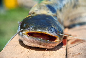 Catfish on Wood Pier