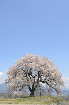 満開の鰐塚の桜