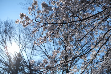 桜
