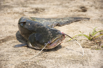 Caught catfish on the sand in summer