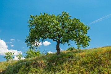 Summer landscape with an apricot tree on a hill against blue sky