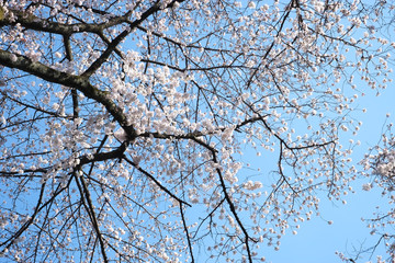 桜