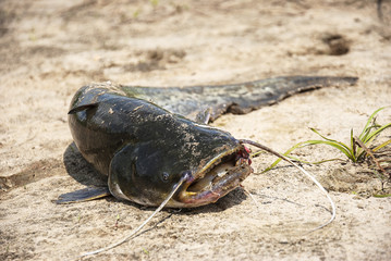 Caught catfish on the sand in summer