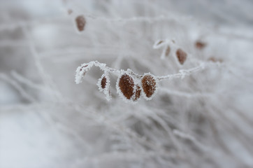 Beautiful winter background - branch of ornamental garden shrub Spiraea under hoar-frost