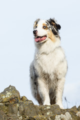 Australian Shepherd dog