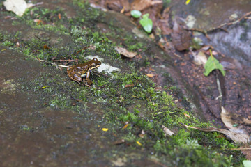 Small frog over a stone in Sao Francisco de Paula, Rio Grande do Sul, Brazil