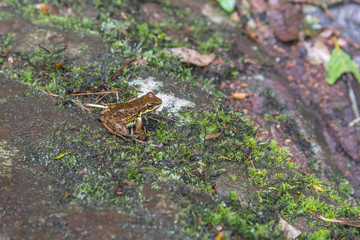 Small frog over a stone in Sao Francisco de Paula, Rio Grande do Sul, Brazil