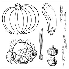 Hand drawn vegetables. Pumpkin, cabbage, eggplant, onions, beans. Vector illustration