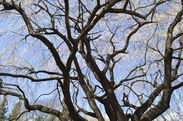 青空と満開のサクラ