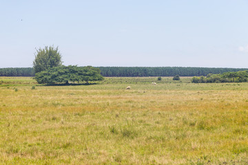 Sheep Farm and vegeation Lagoa do Peixe