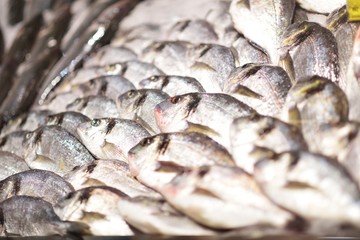 Seafood on ice at the fish market