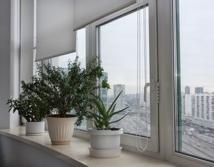 комнатные растения на окне и вид на город