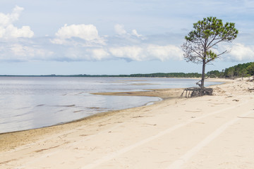 Lagoa dos Patos lake and vegetation