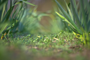 Spring green grass, spice plantation. Garlic is grown in the garden. Blur bokeh background
