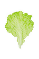 Naklejka na ściany i meble Salad leaf. Lettuce isolated on white background.