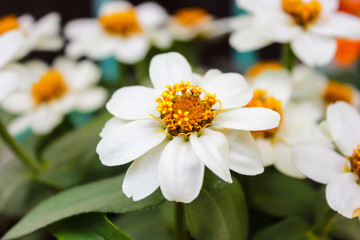 White flowers with crown